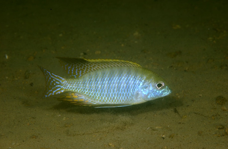 Tramitichromis sp. 'red gular' Songwe Hill